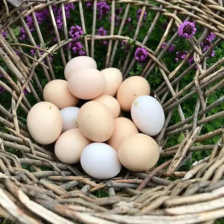 Lenes Hus Χάλντεν