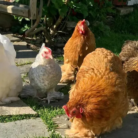 Lenes Hus Χάλντεν